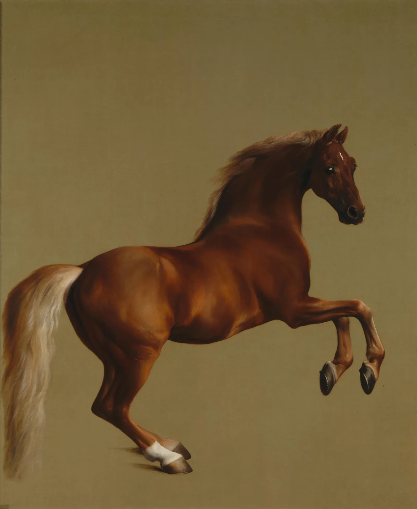 Whistlejacket, oil painting by George Stubbs, about 1762, in the National Gallery's collection